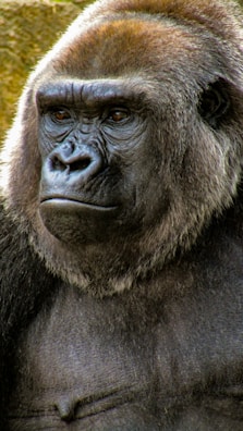 A close-up of a mountain gorilla in its natural habitat.