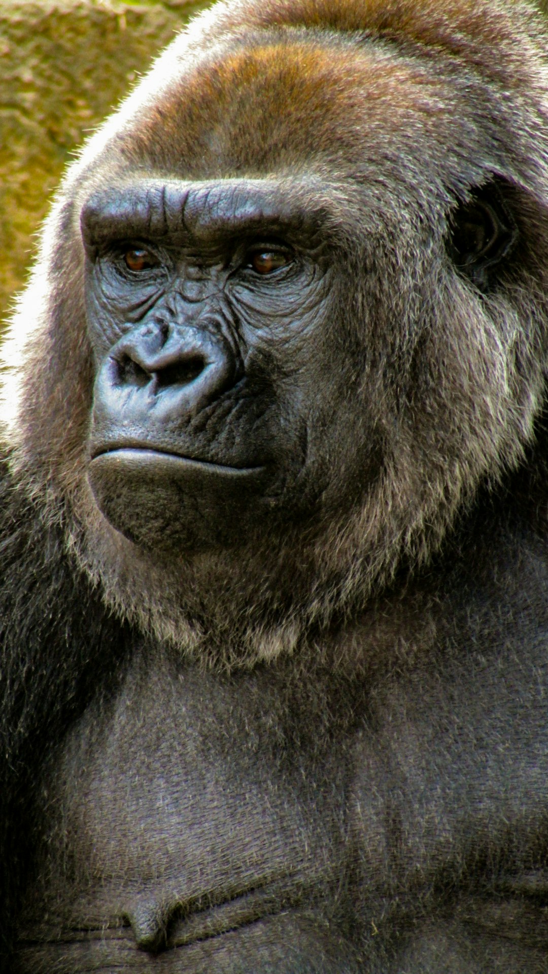  close up photo of gorilla gorilla