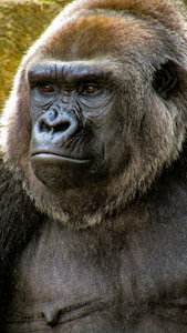 A close-up of a gorilla's face, showing its thick fur and expression of calmness and strength. The background appears to be natural foliage or rocks.
