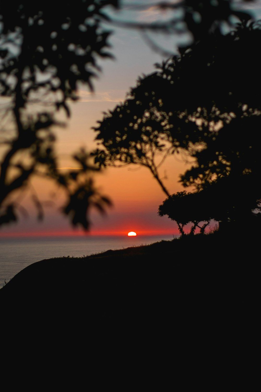 silhouette of trees