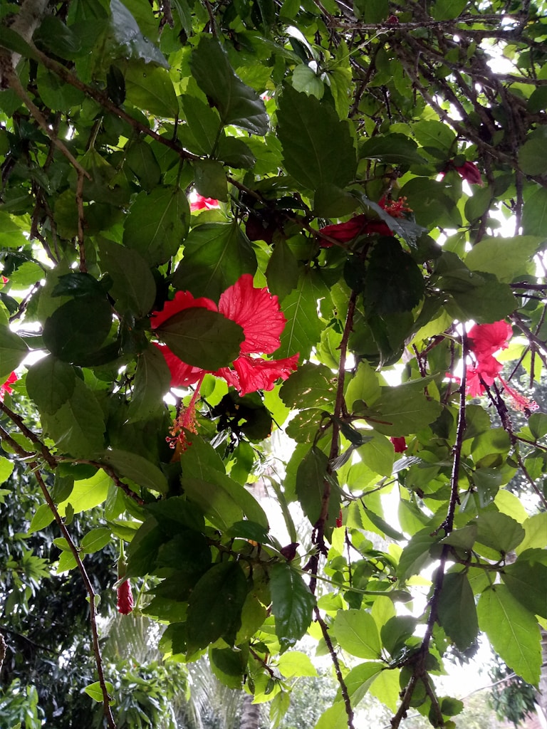 Ruby Hibiscus