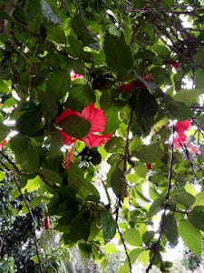 Ruby Hibiscus
