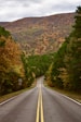 road between field of trees