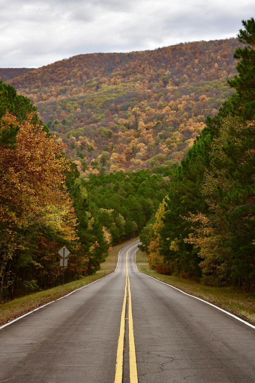 road between field of trees