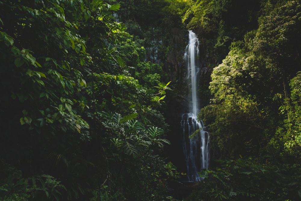 waterfalls surrounded of trees