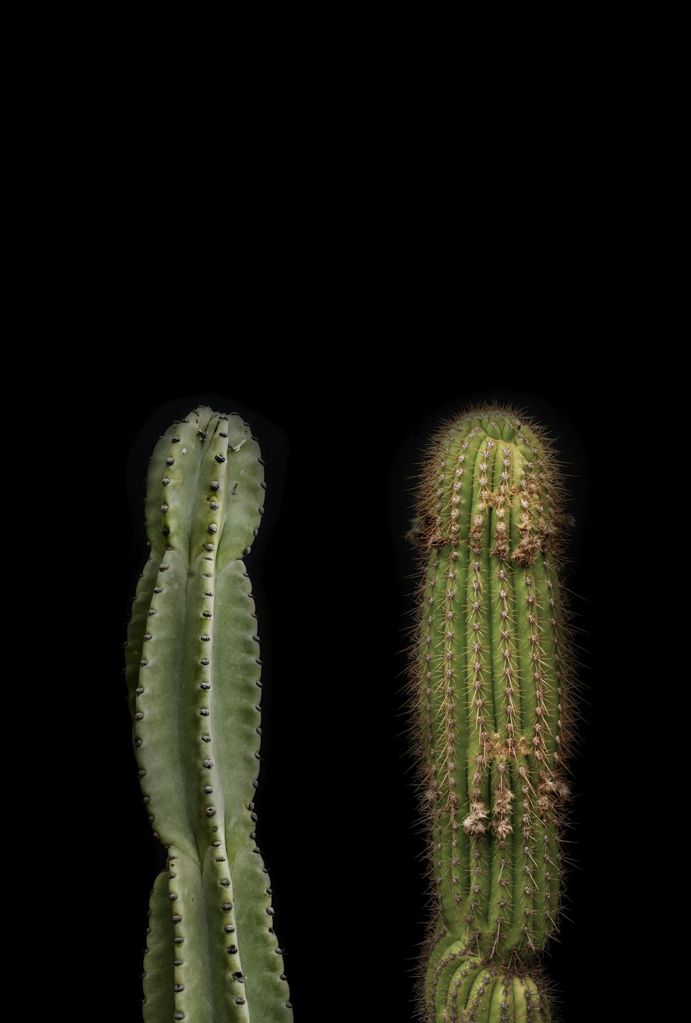 two green cactus plants