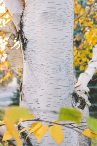 a close up of a tree with yellow leaves