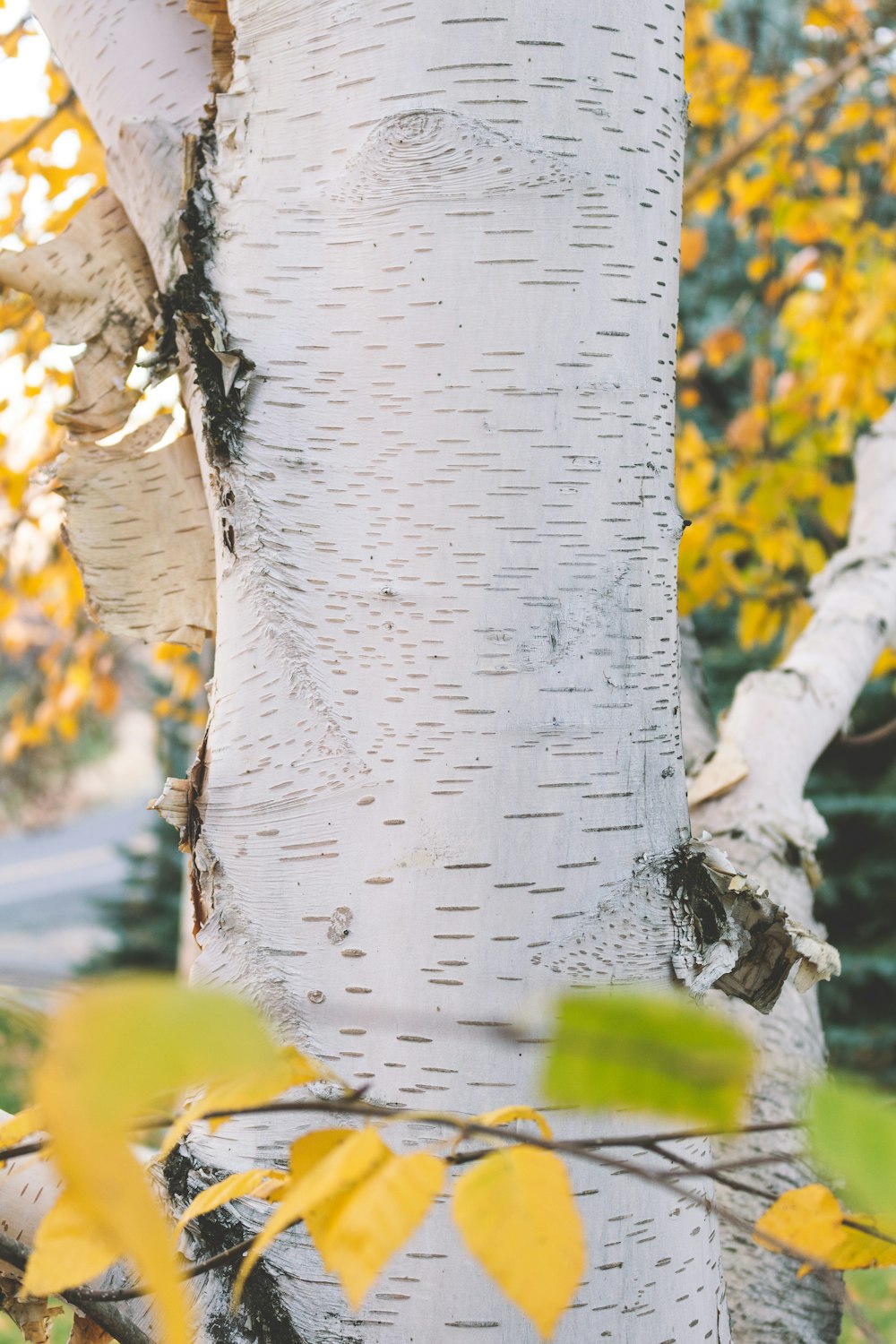 a close up of a tree with yellow leaves