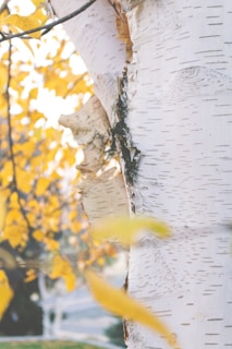 a close up of a tree with yellow leaves