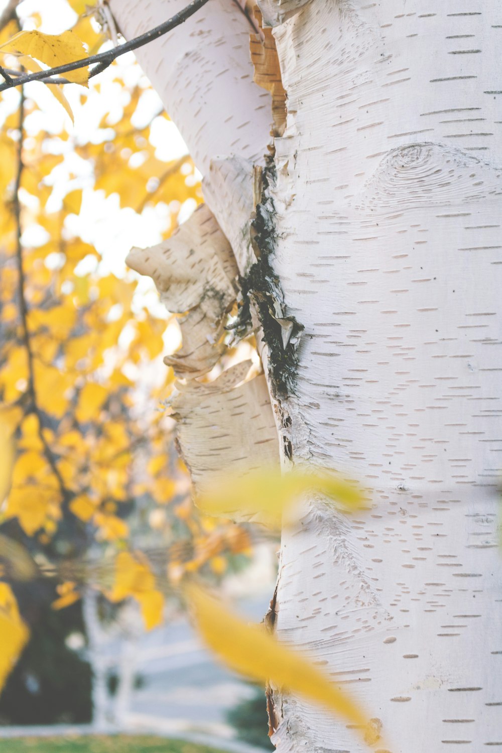 a close up of a tree with yellow leaves