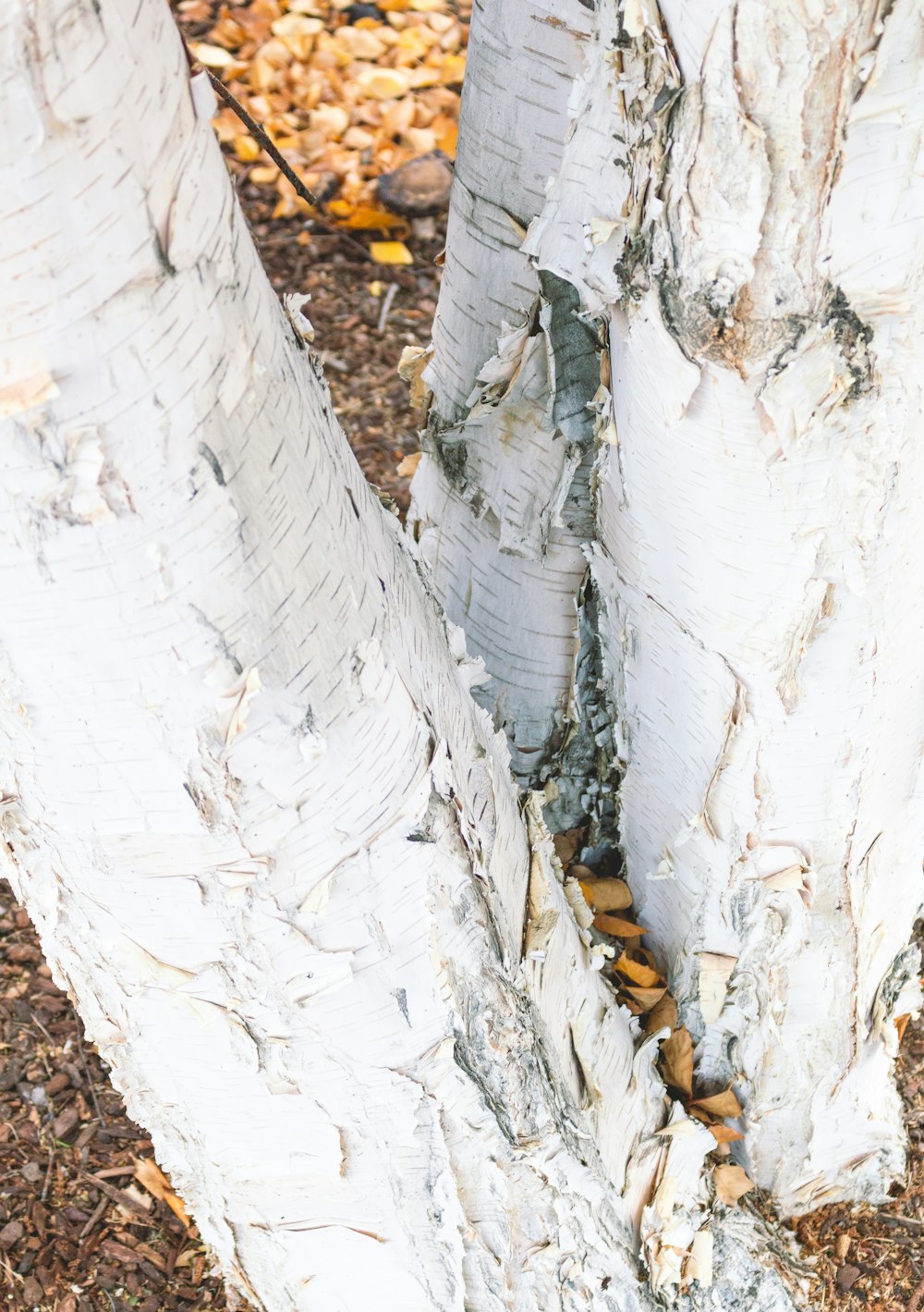 white tree trunk