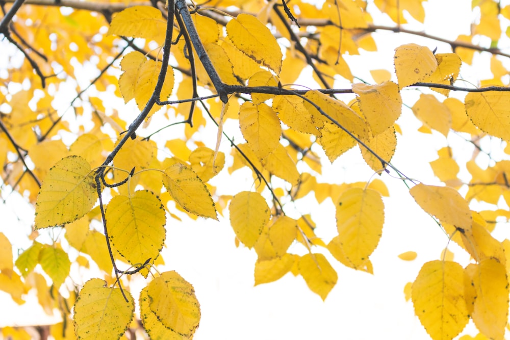 arbre feuillu jaune