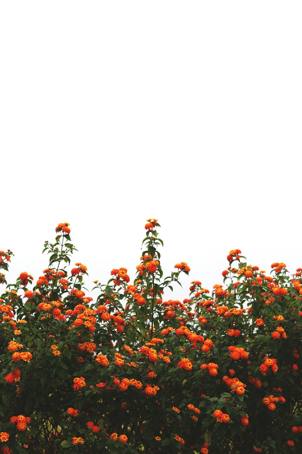 orange flower plants under white clouds