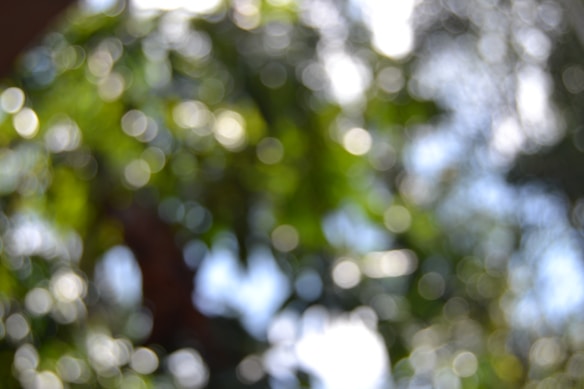 A blurred image with circular bokeh effects, displaying a background of green and white lights. The green areas suggest foliage, and bright spots indicate sunlight filtering through leaves.