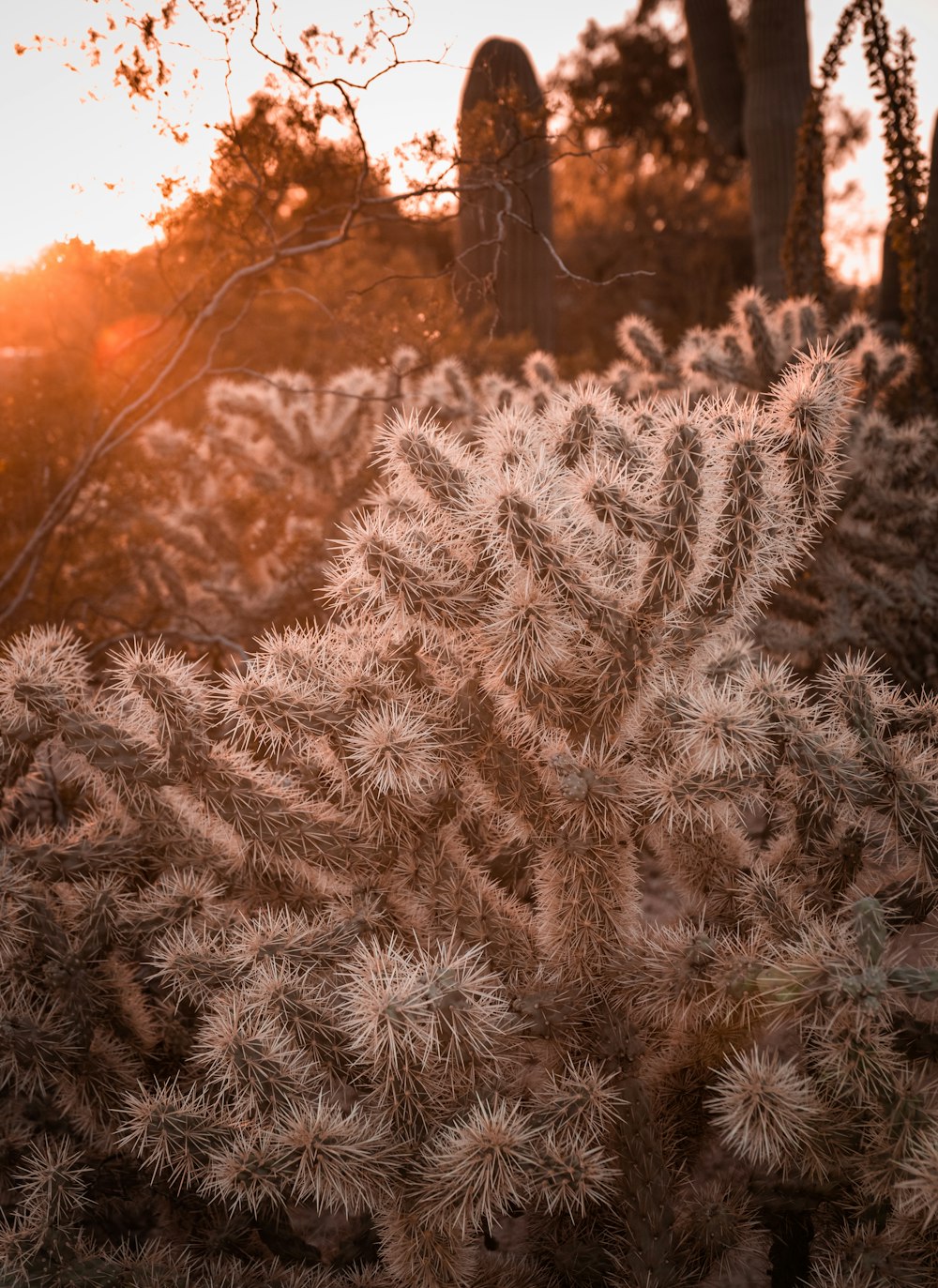 white cactus plant