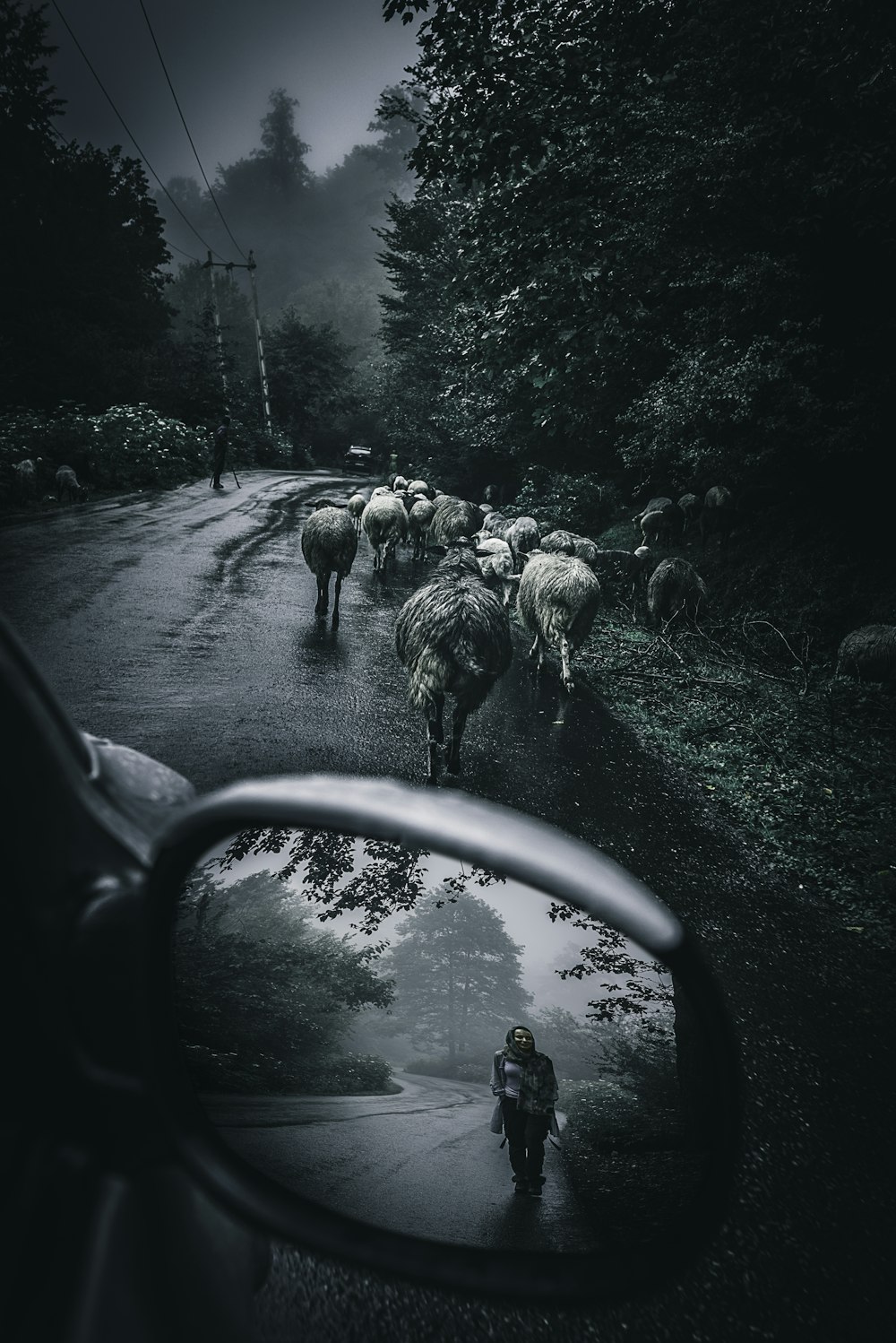 Photo en niveaux de gris de moutons sur la route pendant la journée