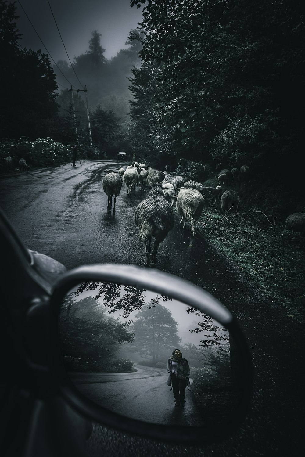 Foto en escala de grises de ovejas en la carretera durante el día
