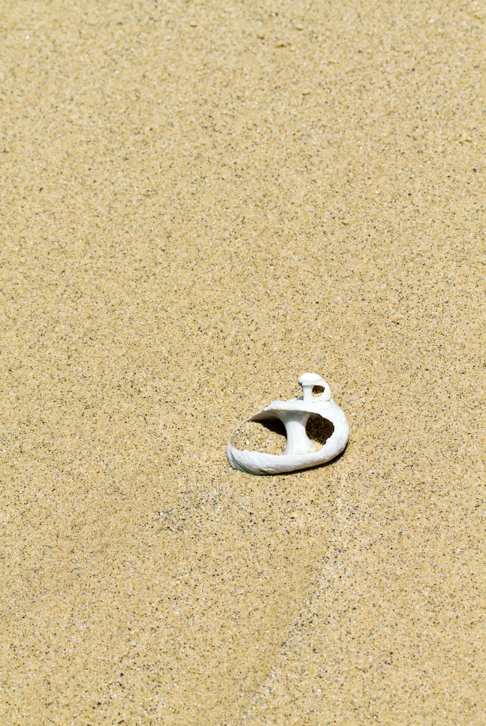 white seashell on sand