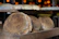 Warm, golden loaves of bread cooling on a rustic wooden shelf.