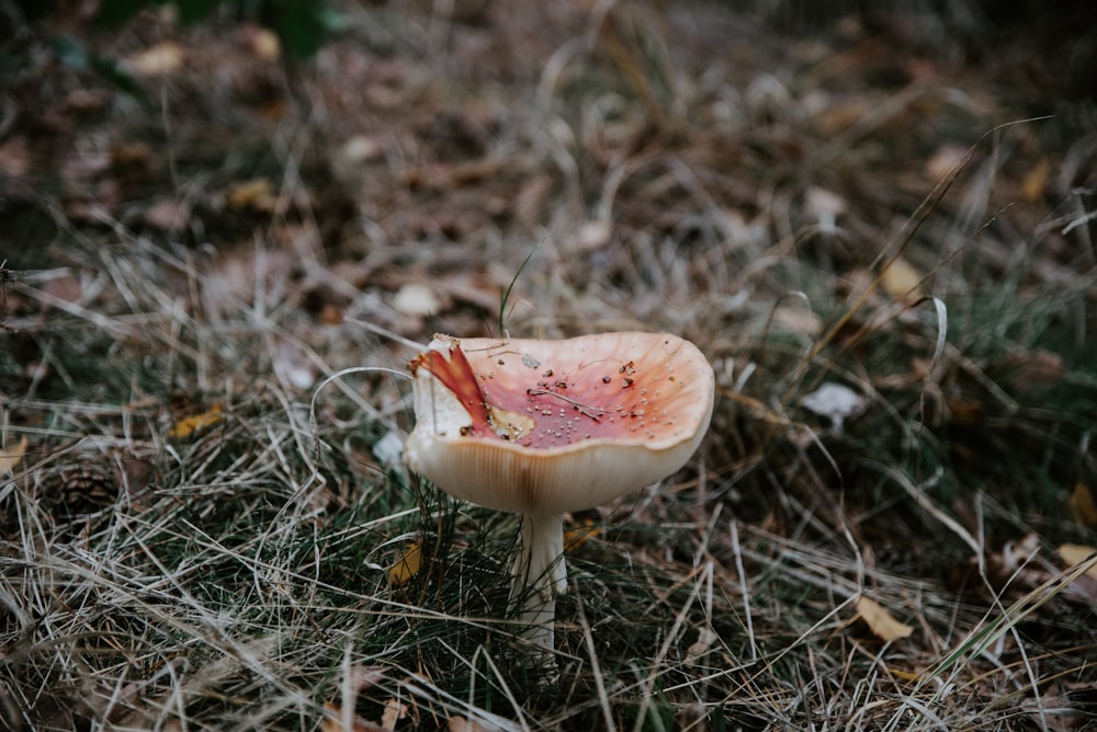 white mushroom on ground