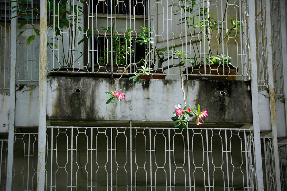 pink flowers