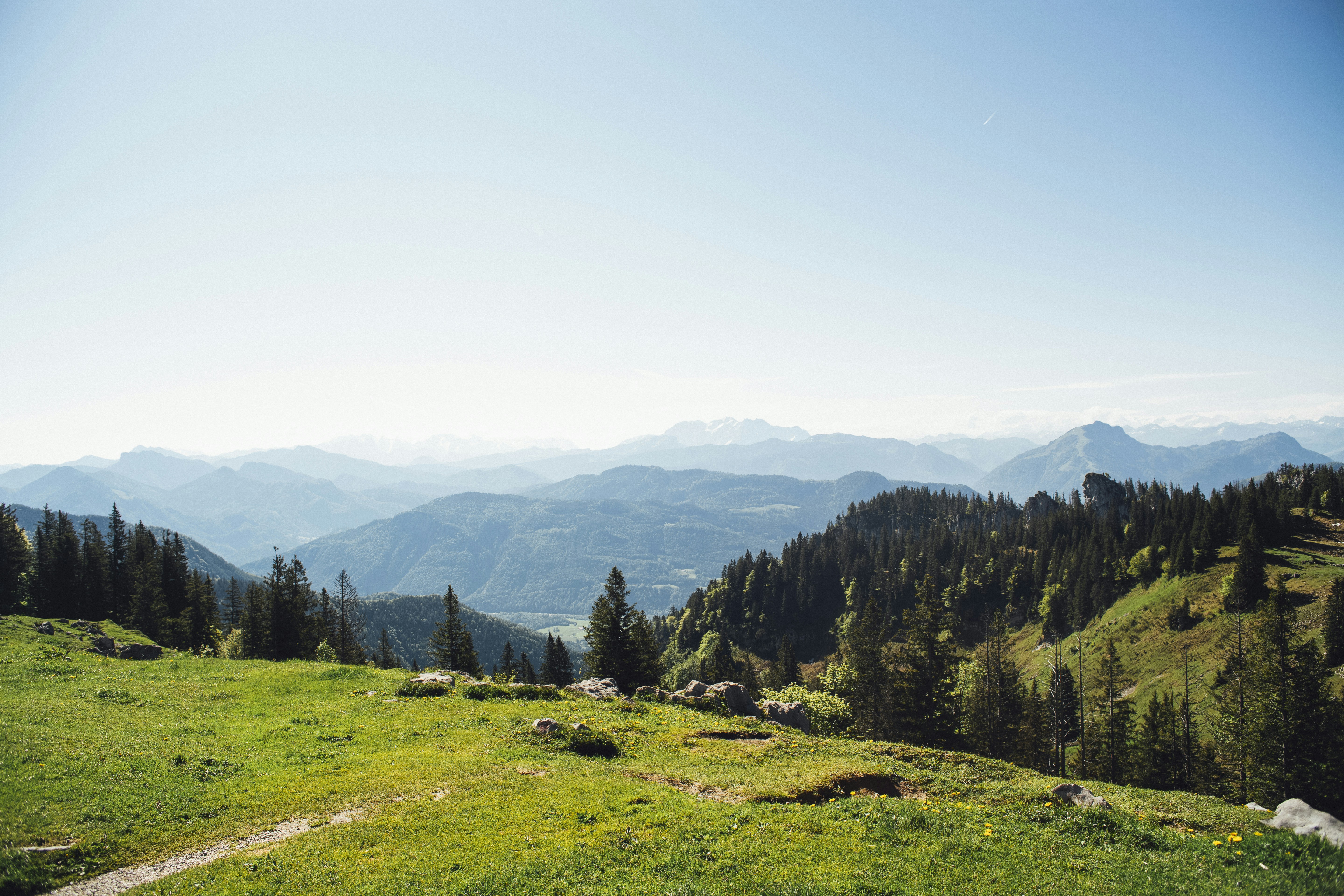 Champ d’herbe verte près d’arbres verts pendant la journée