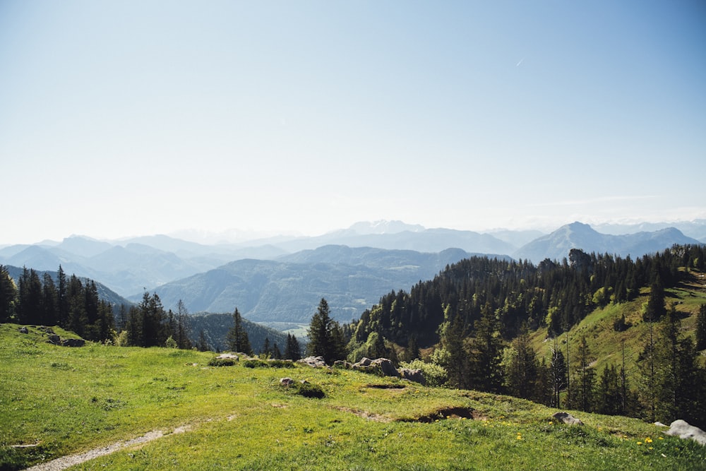 Grünes Grasfeld in der Nähe von grünen Bäumen am Tag