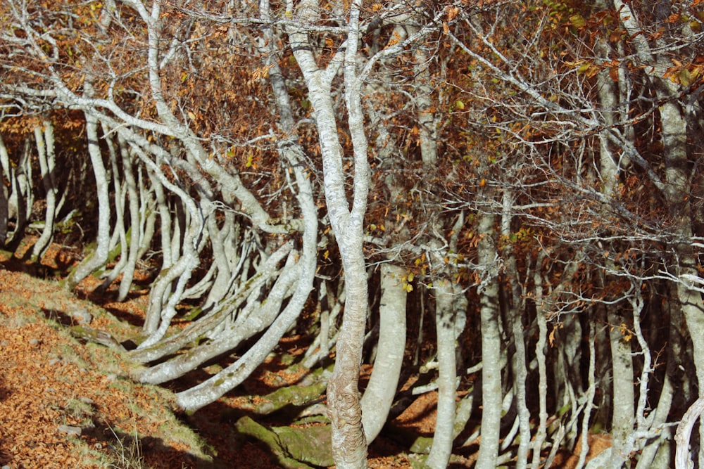 brown leaf trees in sslope