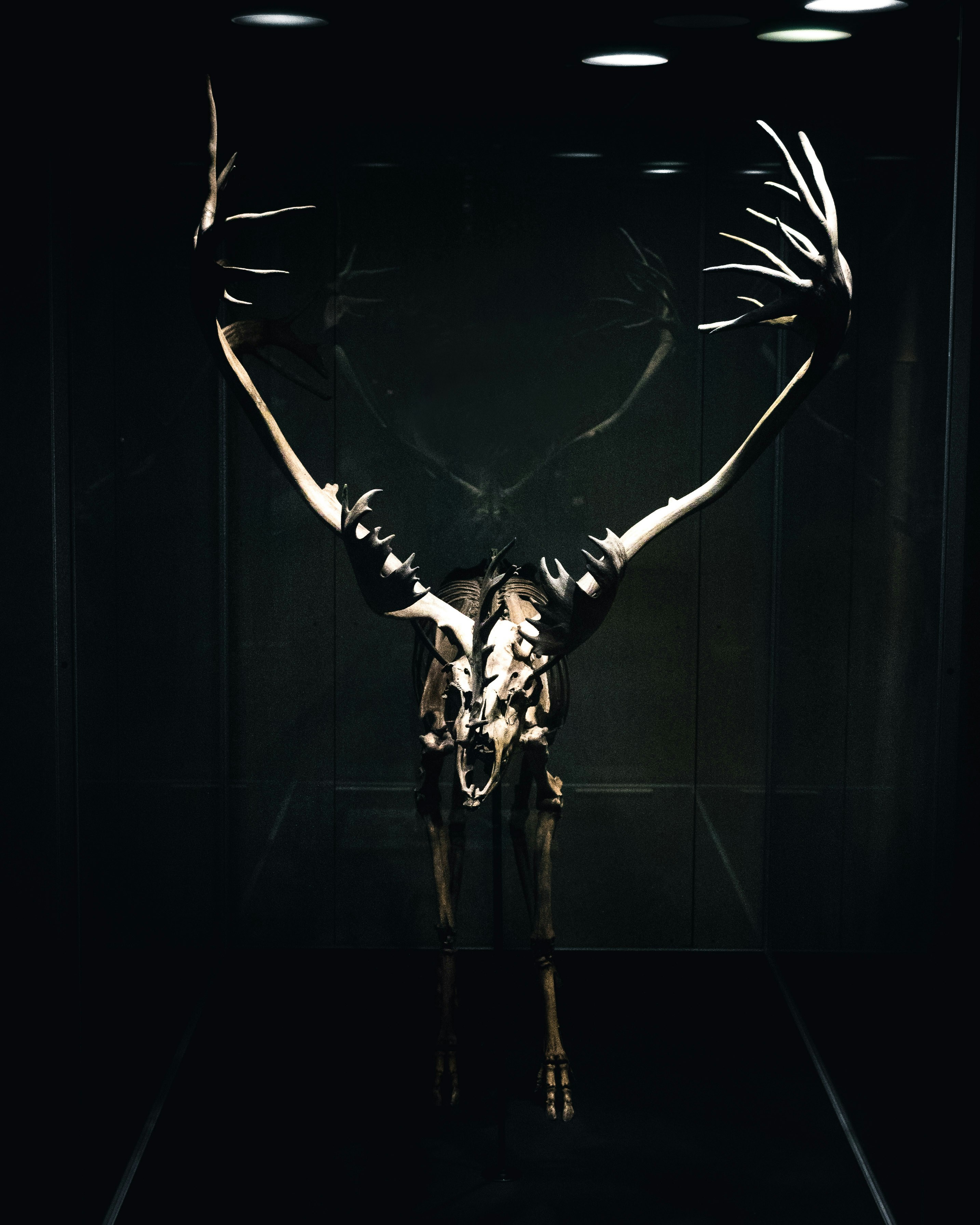 black animal skeleton in box