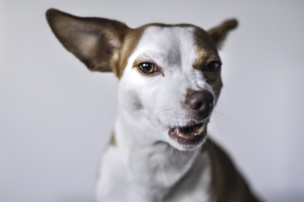 white and brown short coat small dog