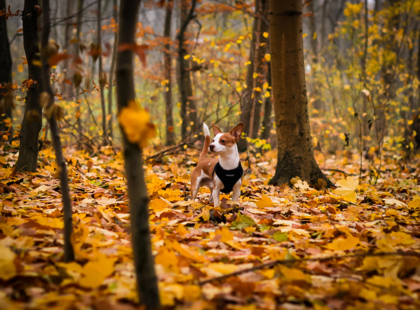 A young dog stepping carefully across a forest floor thick with fallen autumn leaves
