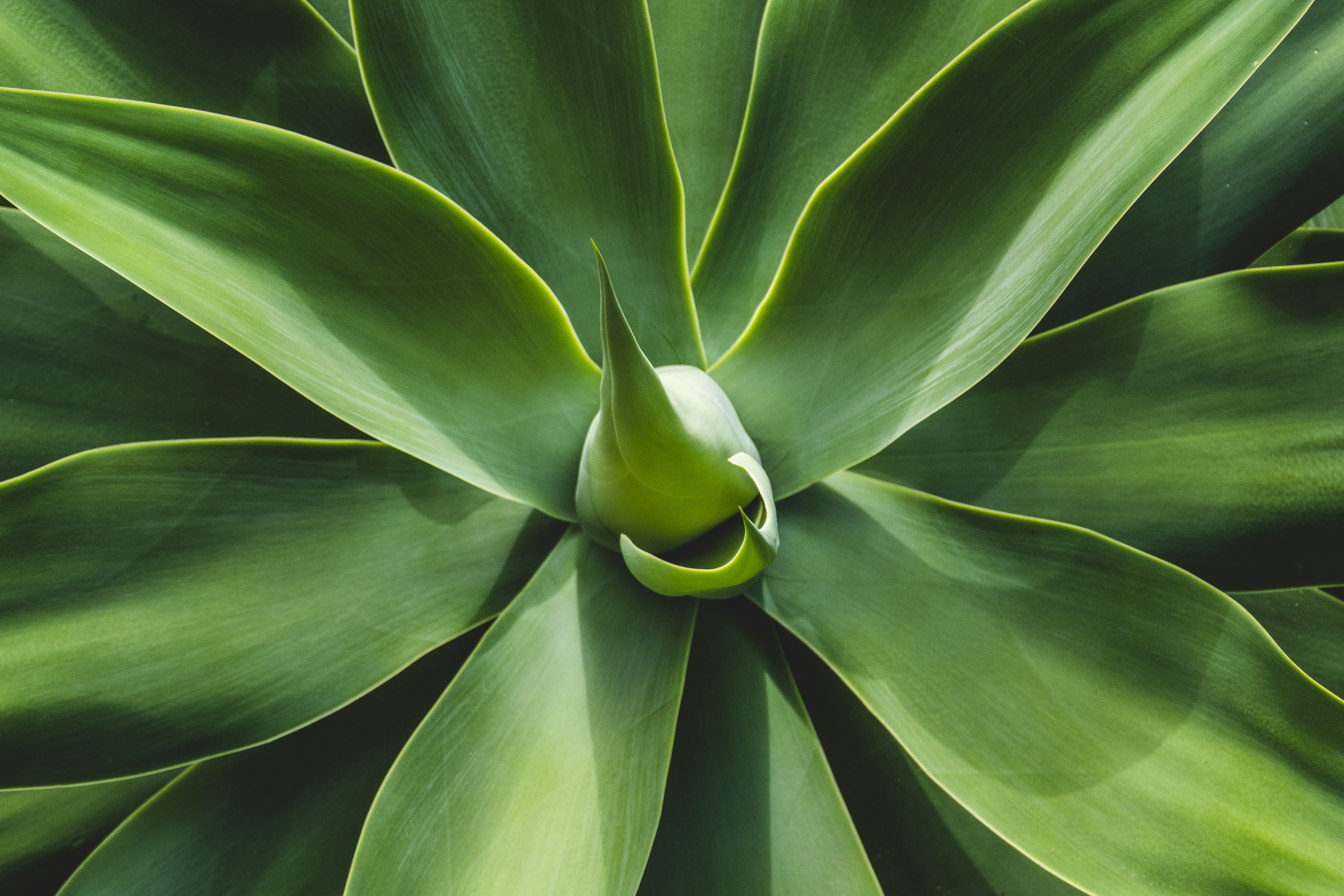 This photo was taken in the Monte Palace Garden in Madeira, Portugal.