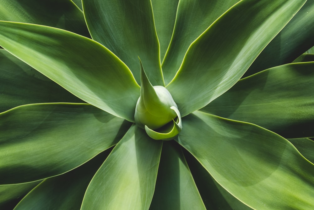 green-leafed plant