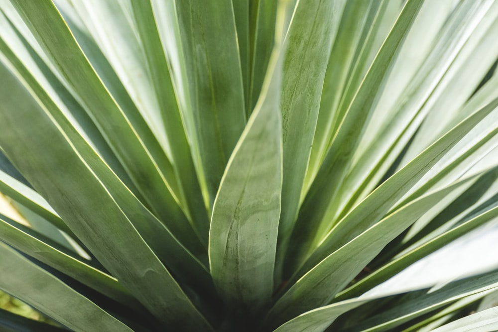 green snake plant