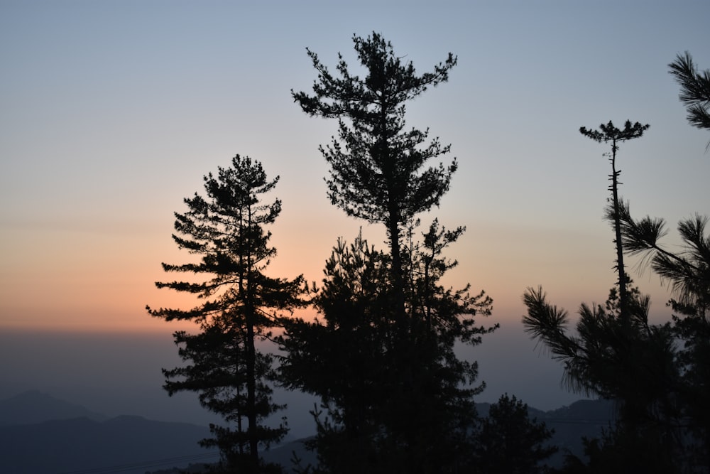 trees during sunrise