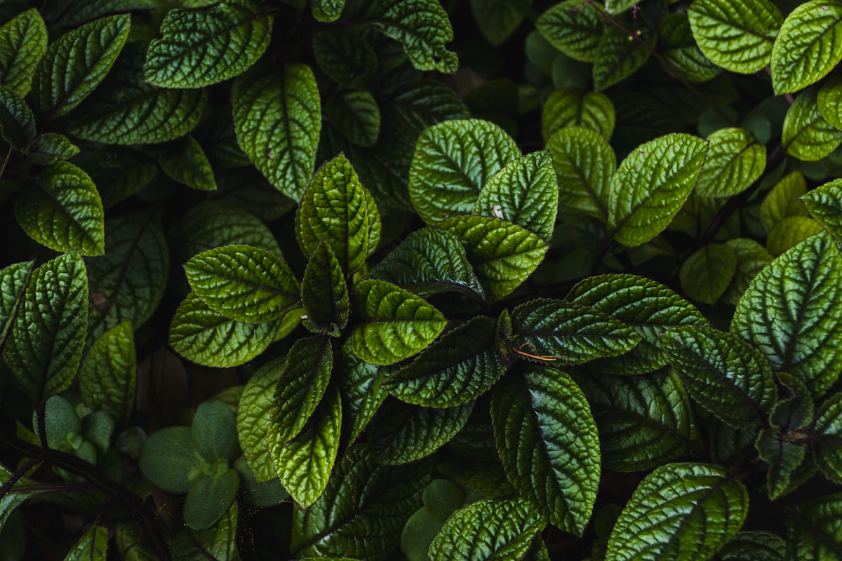 Essential Herbs for a Slow Kitchen