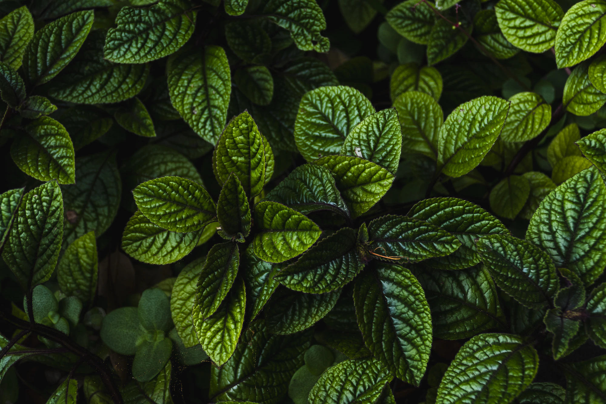 Fresh herbs on a wooden table