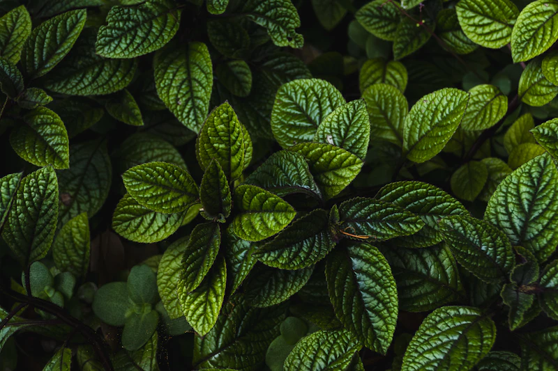 Essential Herbs for a Slow Kitchen