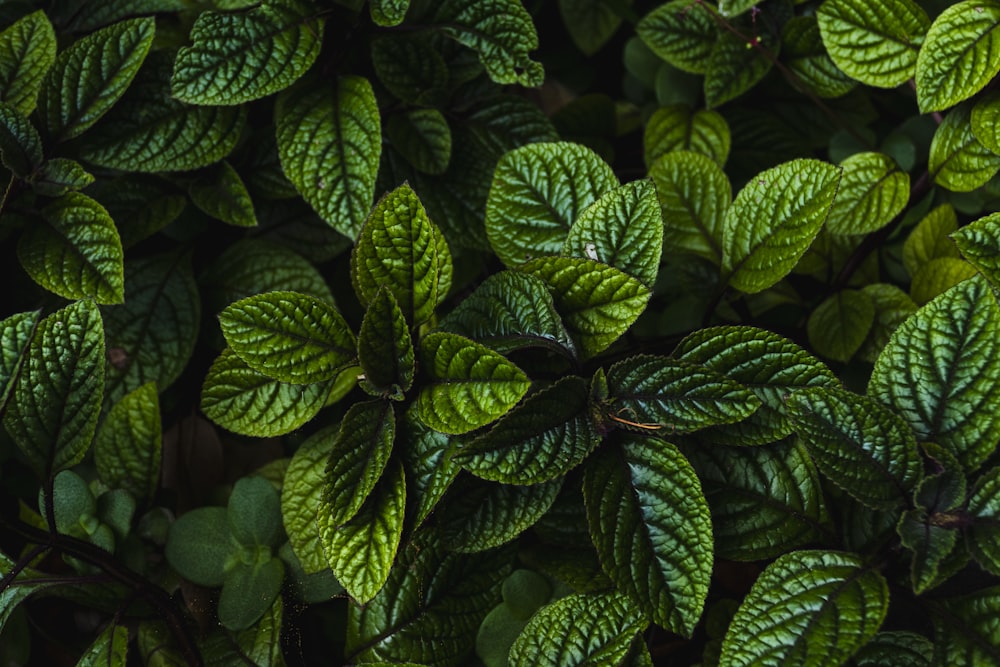 green plants