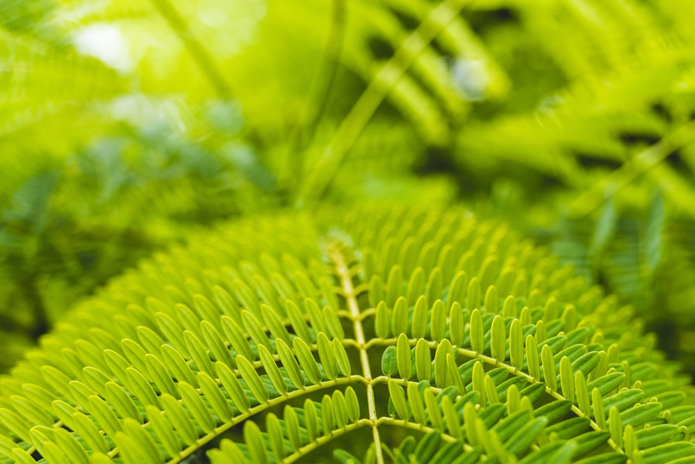 close up photo of green leaves