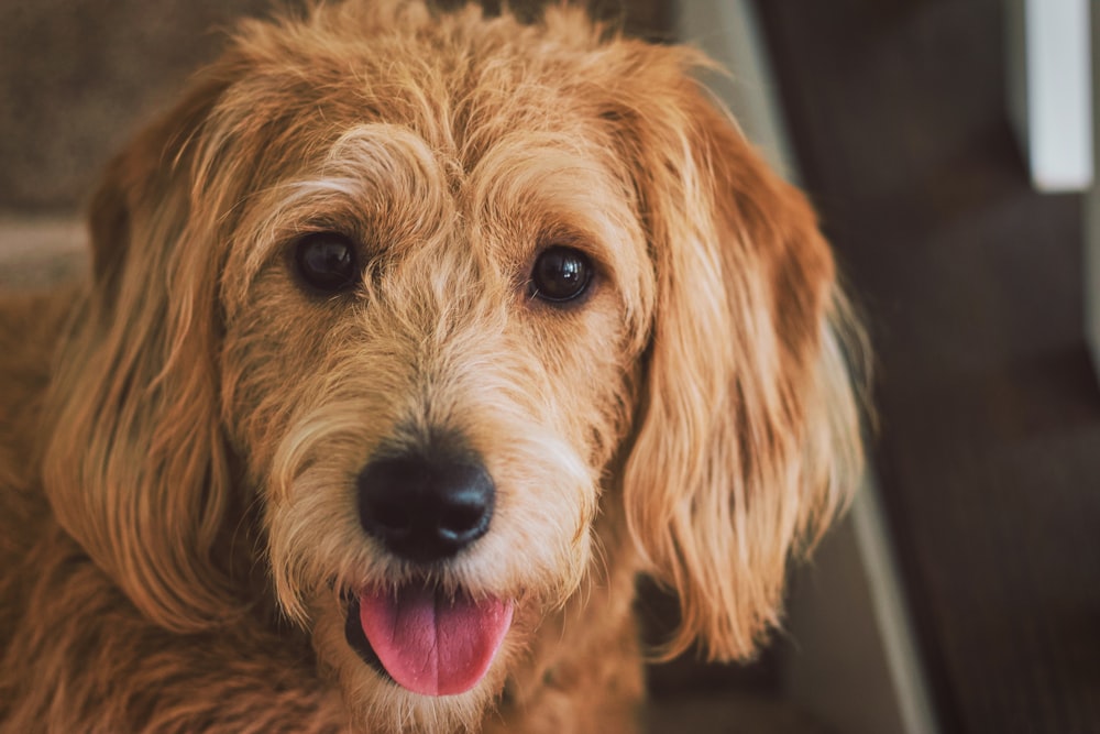 ロングコートの茶色の子犬のクローズアップ写真