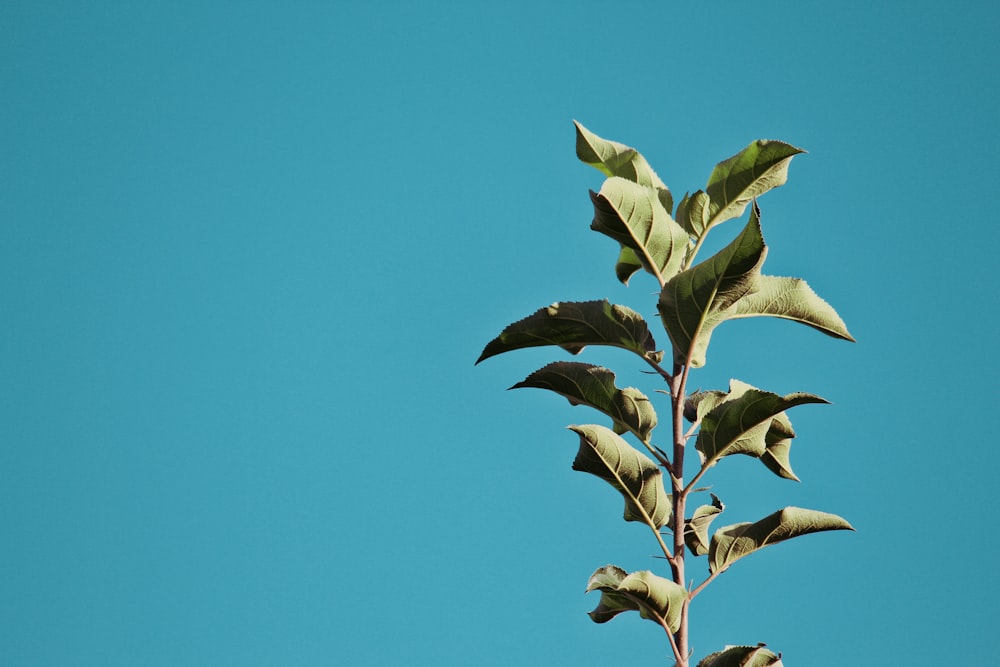 planta verde bajo el cielo azul