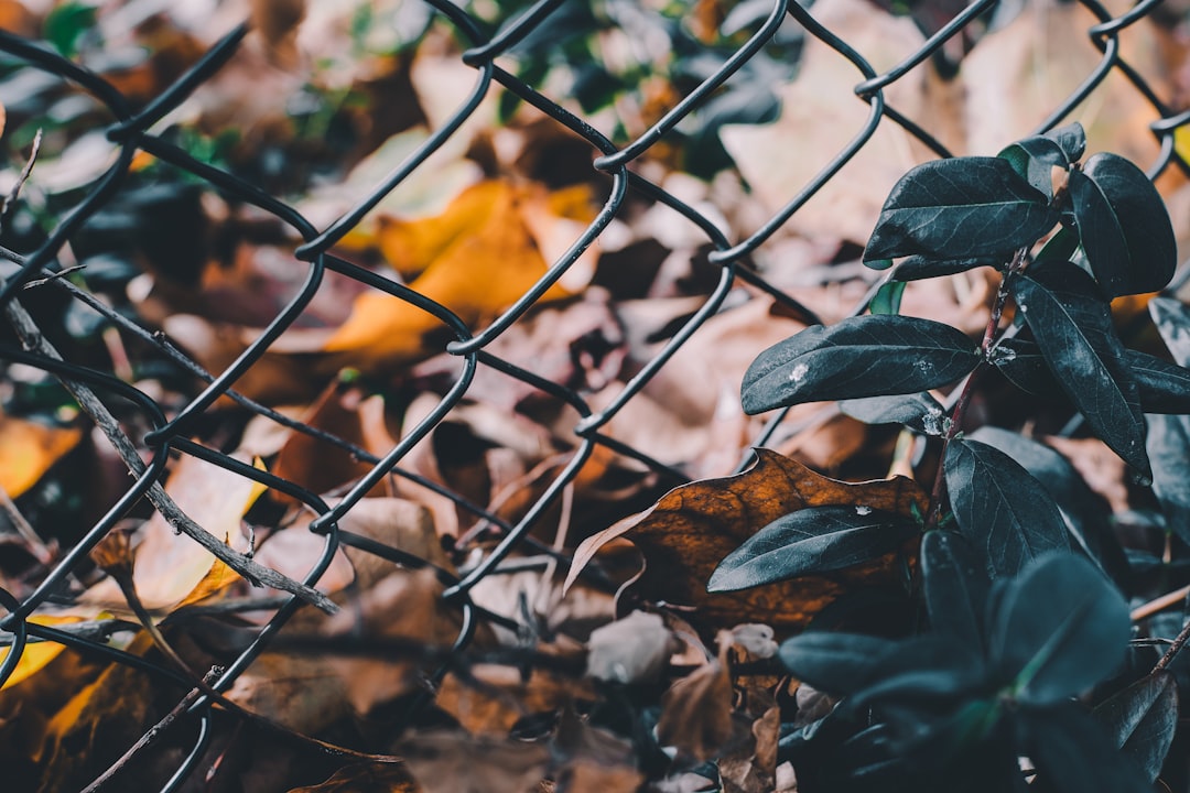 green plant beside chain fence