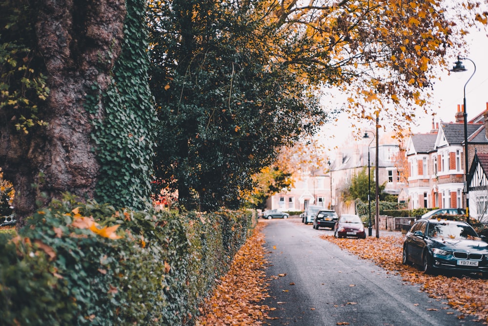 vehicle parked beside road and houses