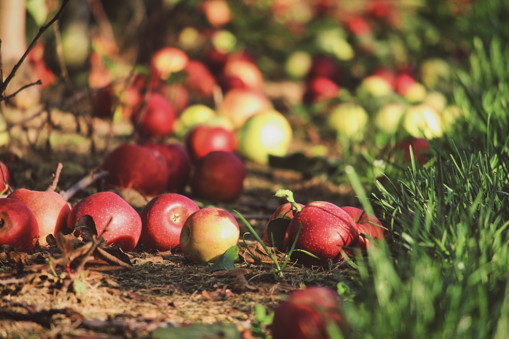 rotten apples on the ground