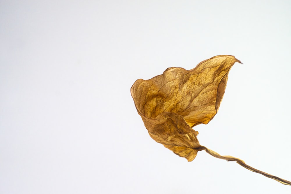 brown dried leaf