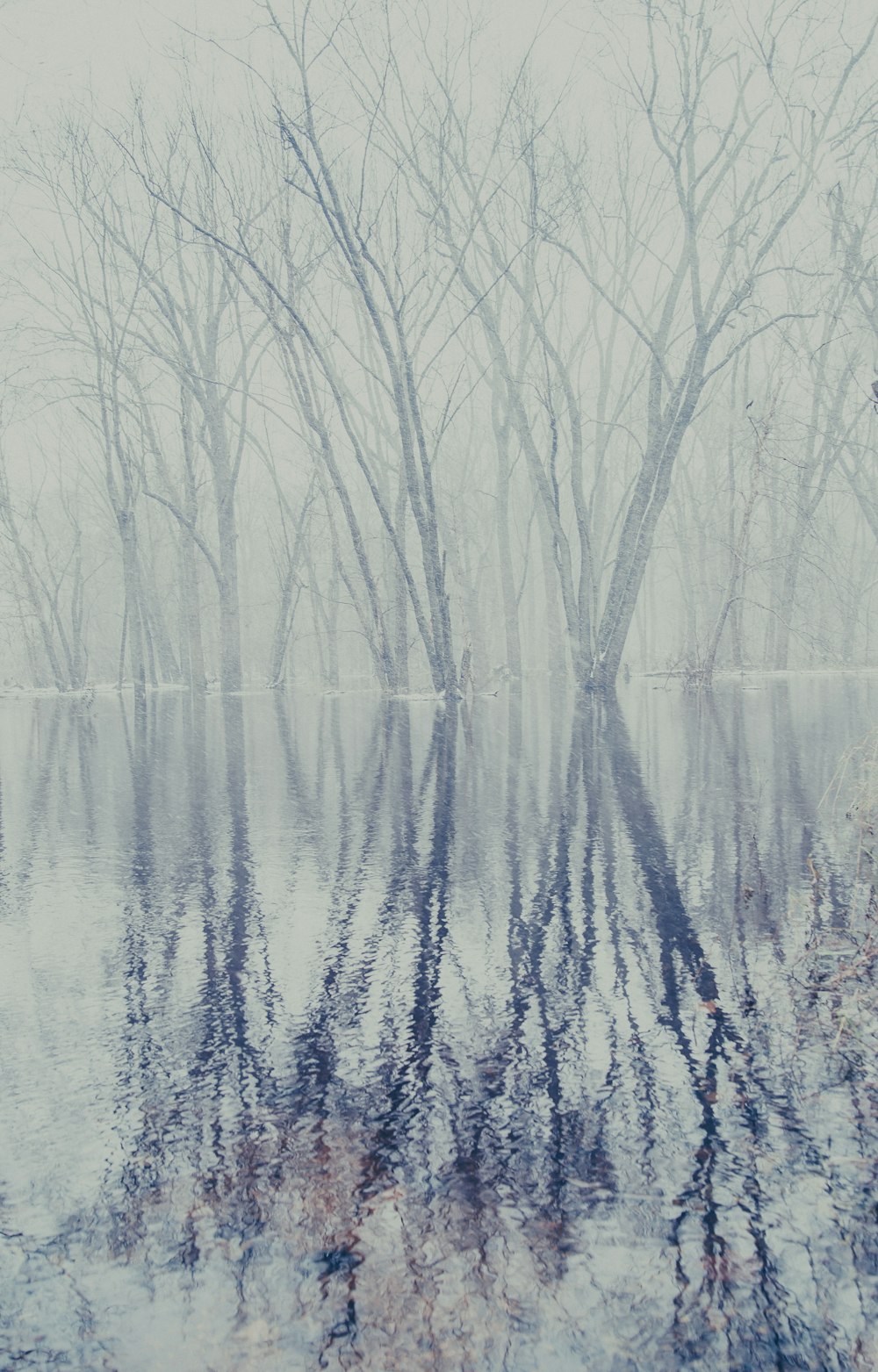 alberi sullo specchio d'acqua