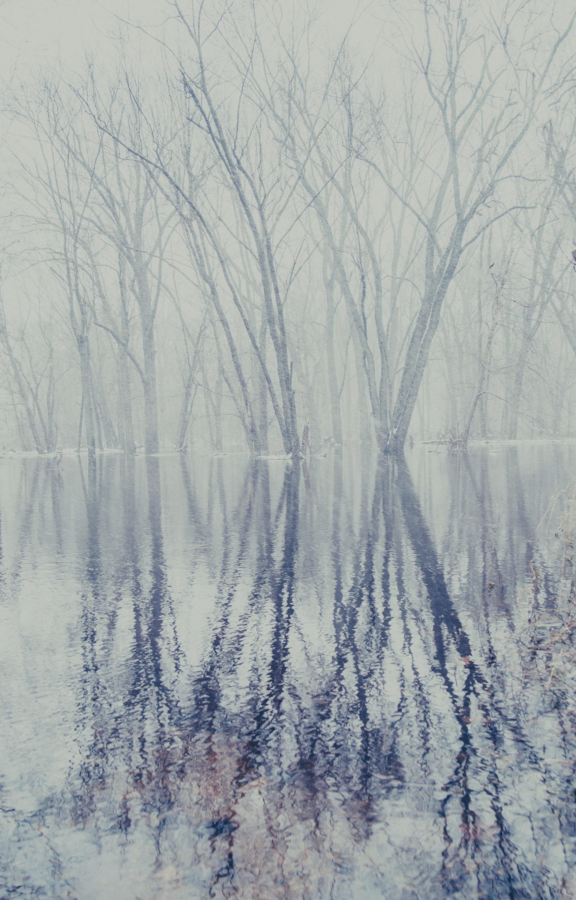 trees on body of water