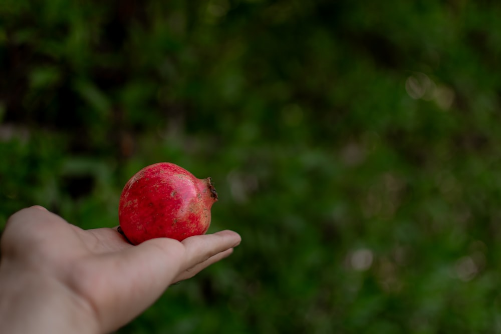 Frozen pomegranate seeds: An excellent preservation method