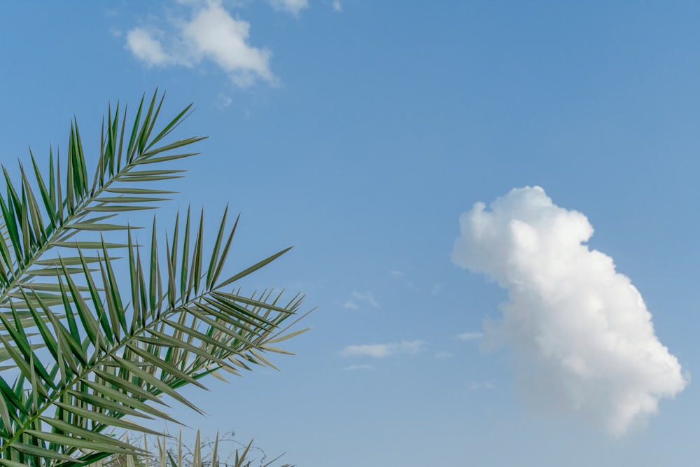 nubes y árboles